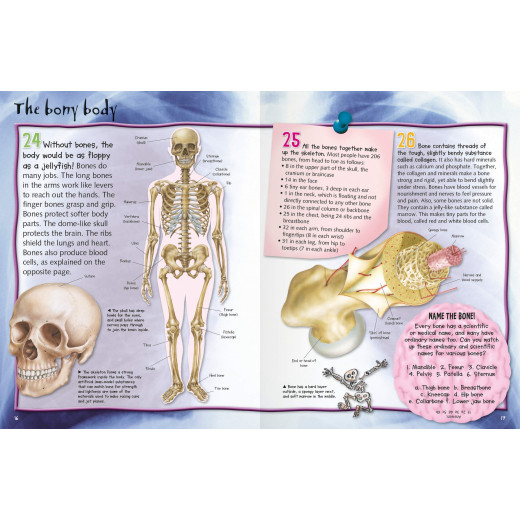 Miles Kelly - 100 Facts Human Body Pocket Edition