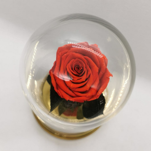 Forever Red Rose